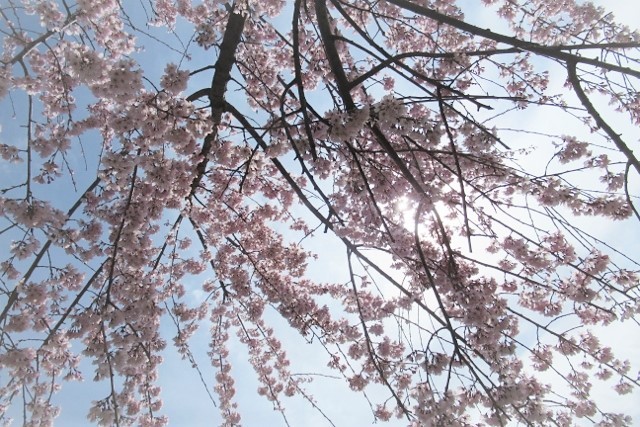 しだれ桜IMG_3355 (640x427)