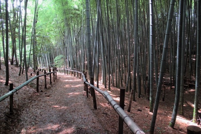 竹の道IMG_0117 (640x427)
