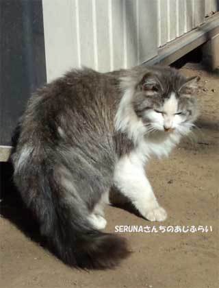 20190218_神奈川県_清水寺公園の猫_003