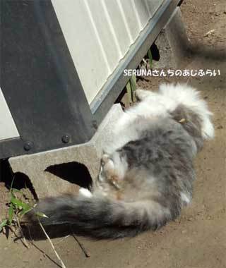 20190218_神奈川県_清水寺公園の猫_004