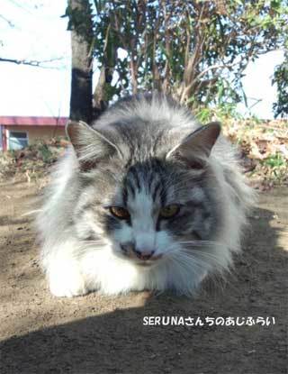 20190218_神奈川県_清水寺公園の猫_006