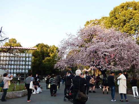 190312上野公園入口の桜