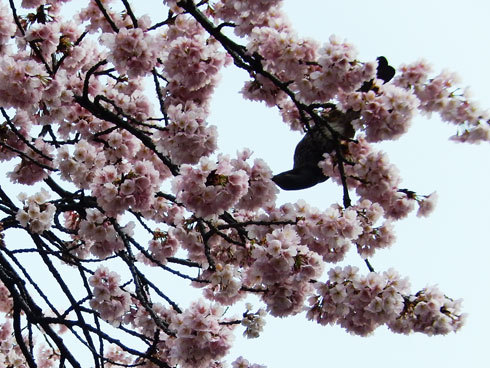 190312上野公園入口の桜鳥も来ている