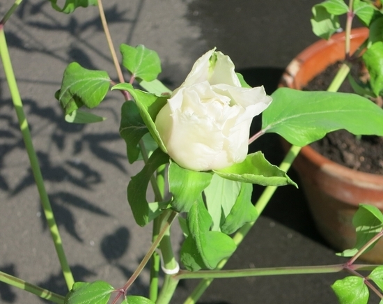 薔薇のつぼみの様な牡丹の花