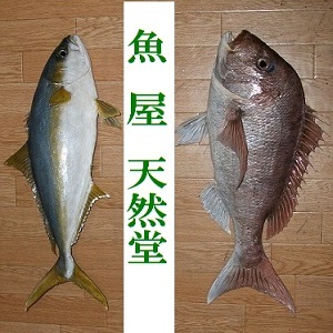 2019_魚屋　天然堂_logo
