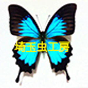 2019_埼玉虫工房_logo
