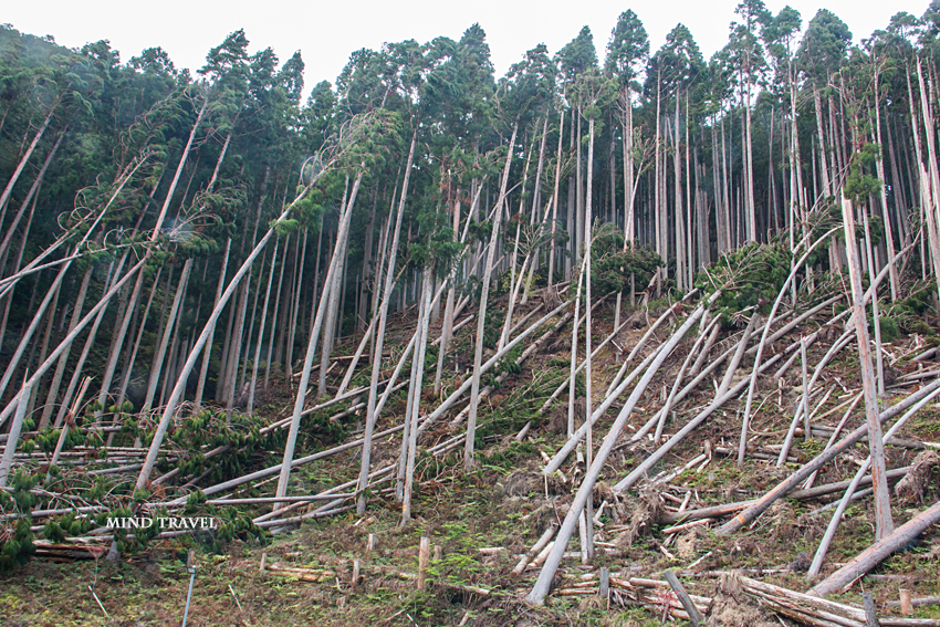 貴船駅付近　台風で倒れた木々