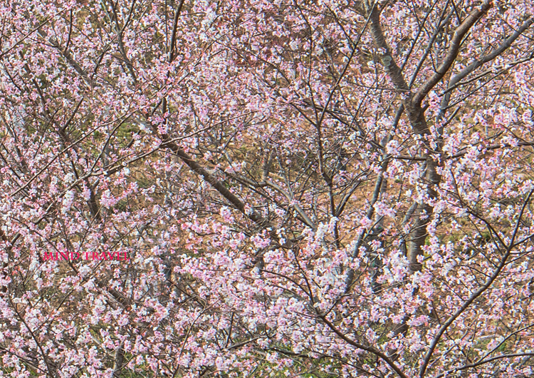 西寿寺　12月の桜？