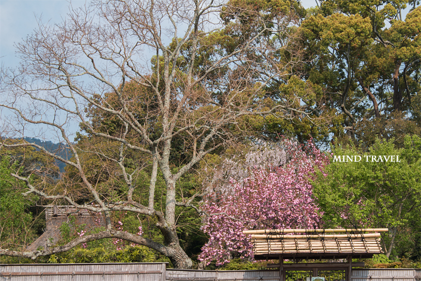 奈良国立博物館　庭園