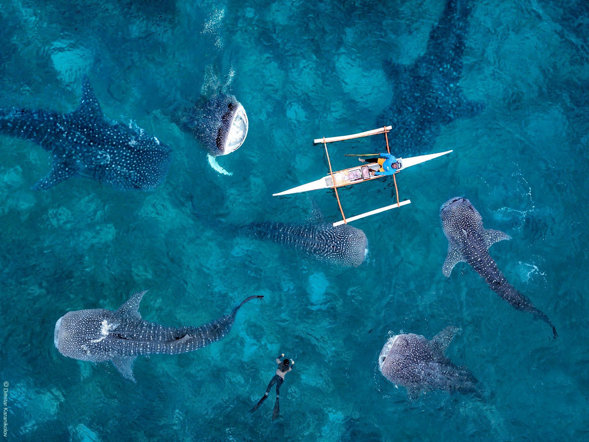 Whale-Shark-Oslob-Cebu-Philippines-Aerial-View-Project-LUPAD-1.jpg